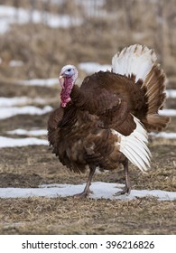 Bourbon Red Turkey