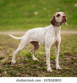 Bourbonnais Pointing Dog