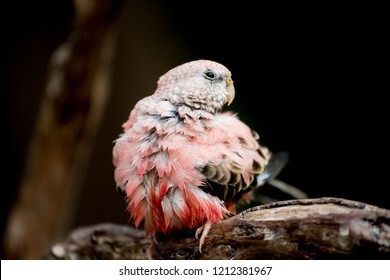 Bourke's Parakeet  At Bloedel Conservatory