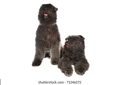 Bouvier Des Flandres