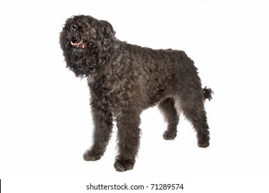 Bouvier Des Flandres