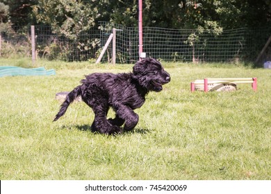 Bouvier Des Flandres