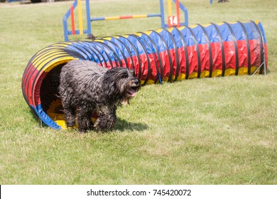 Bouvier Des Flandres