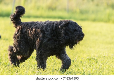 Bouvier Des Flandres