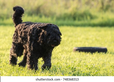 Bouvier Des Flandres