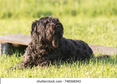 Bouvier Des Flandres