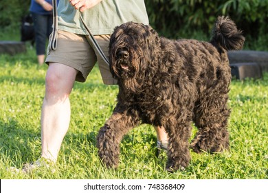 Bouvier Des Flandres