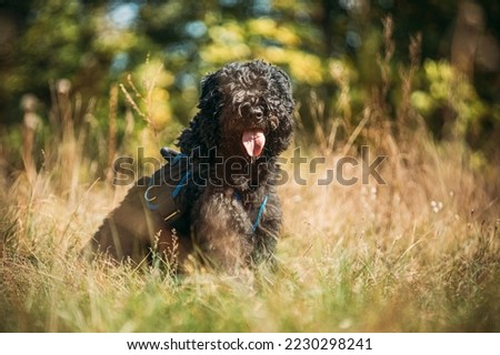 Bouvier des Flandres funny sitting outdoor in dry grass in autumn day. Funny Bouvier des Flandres herding dog breed sitting in dry grass and looking at camera.