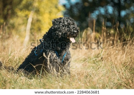 Bouvier des Flandres funny sitting outdoor in dry grass in sunny autumn day. Funny Bouvier des Flandres herding dog breed sitting in dry grass.
