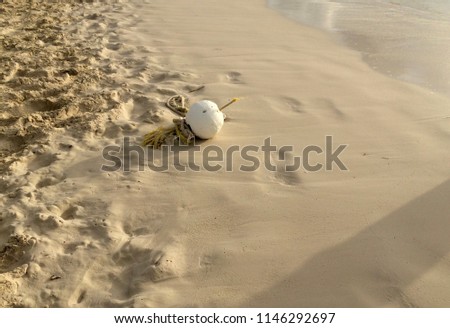 Similar – Foto Bild Strand-Koralle Korallen