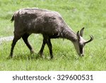 Bovidae