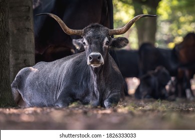 Bovinae - Spanish Cow On Soft Background 