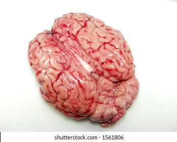 Bovine Brain Close Up