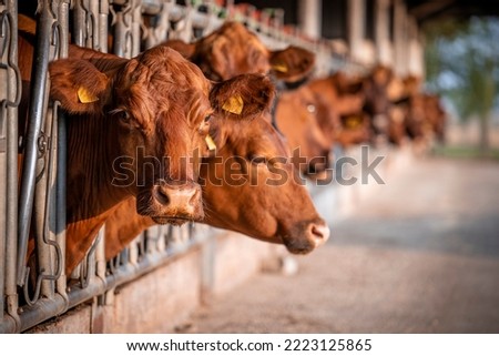 Bovine farm and group of Angus cows inside cowshed.