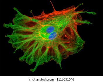 Bovine Pulmonary Artery Endothelial Cells (BPAE) stained for mitochondria, phalloidin and nuclei viewed under a Fluorescent Microscope