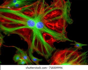 Bovine Pulmonary Artery Endothelial Cells (BPAE) stained for mitochondria, phalloidin, and nuclei.