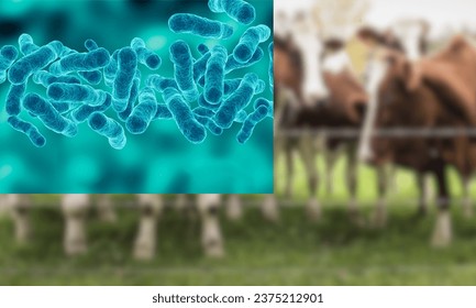 Bovine Tuberculosis
					
					Bacteria Mycobacterium bovis, 3D illustration. The causative agent of tuberculosis in cattle, is the ancestor of BCG vaccine against tuberculosis in humans