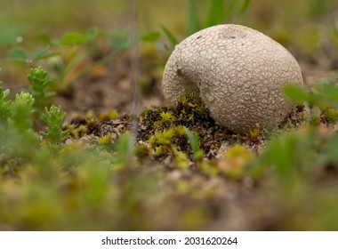  Bovista Species Closeup In Sandy Creek National Park