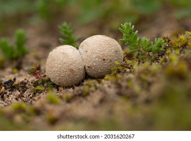  Bovista Species Closeup In Sandy Creek National Park