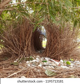 Bower Bird Nest.