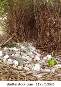 Bower Bird Nest.