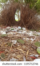 Bower Bird Nest In Garden.