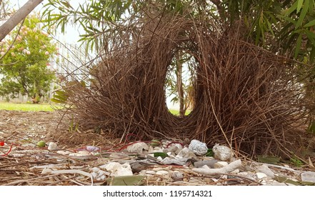 Bower Bird Nest In Garden.