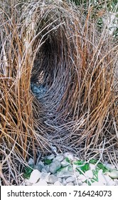 Bower Bird Nest, In Townsville Australia. 