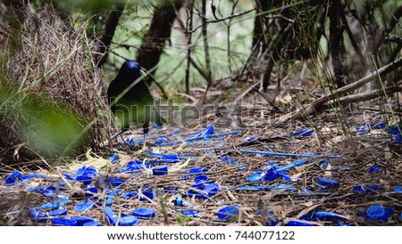 Bower bird nesting & attracting mate with blue plastic