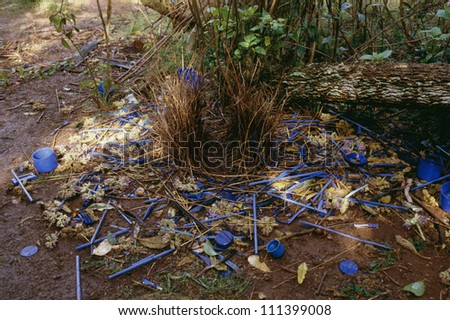 Bower of the satin bowerbird surrounded with blue objects, Australia