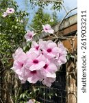 Bower Vine, also known as Pandorea jasminoides, is a woody vine that produces highly fragrant white or pink tubular flowers.