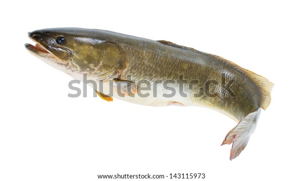 Bowfin Ami Amia Calva Living Fossil Animals Wildlife Stock Image