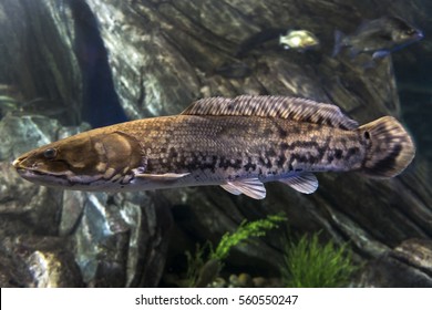 The Bowfin (Amia Calva)