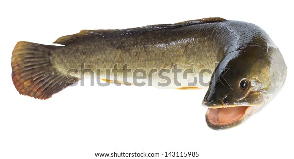 Bowfin Amia Amia Calva On White Stock Photo Edit Now 143115985