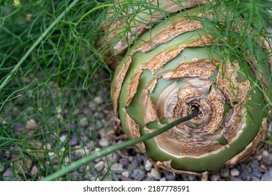 Bowiea Volubilis, Liliaceae Herbal Remedies Used By South African.