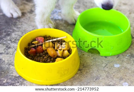 bowl with food for dog