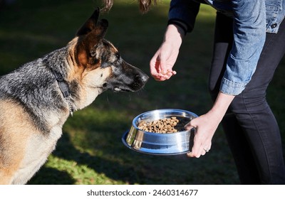 Bowl, food and hands of person with dog for training, nutrition and healthy diet for pets in backyard. Hungry, eating and woman with German Shepherd in garden for feeding, reward and trust for animal - Powered by Shutterstock