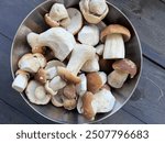 Bowl full of Boletus mushrooms prepared and ready to be cooked. Gathered fungi Penny Buns all clean and ready