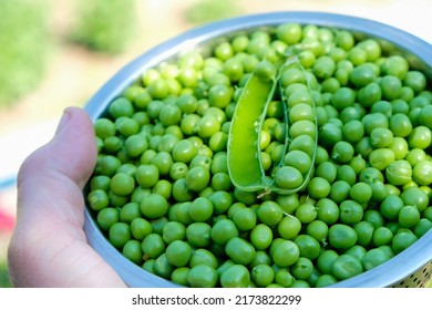 A bowl of green peas in a woman's hand. Against the sun. Selective focus.