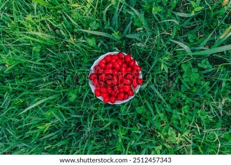 Similar – Image, Stock Photo Bowl full of ripe cherries in the sunlight