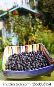 A Bowl Of Sloes For Making Into Sloe Gin