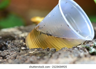 Bowl With Standing Water Place Of Proliferation Of Dengue Chikungunya Disease, Malaria, Zica Virus