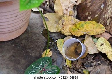 Bowl With Standing Water Place Of Proliferation Of Dengue Chikungunya Disease, Malaria, Zica Virus