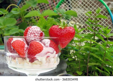 A Bowl Of Strawberries And Cream In Front Of A Tub Of Strawberry Plants And A Mint Plant  With Tennis Rackets In The Background.