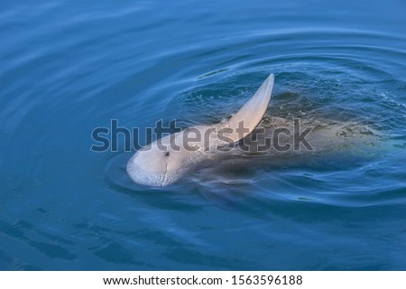 Bowl-headed dolphins or  in other names, Finless Porpoise are floating and waving.