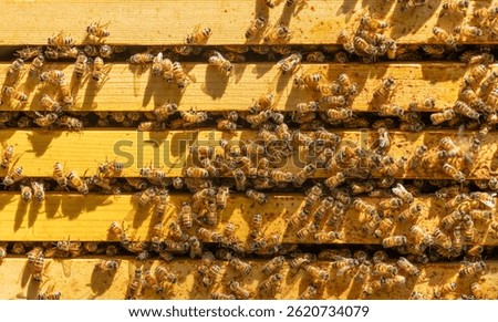 A box from a beehive with frames covered in bees and shadows from the bees. 
