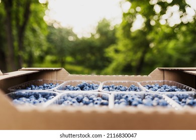 Box, Crate Or Container With Collected Fresh Blueberries. Berries Agriculture Business. Farmer Cultivating And Harvesting Blueberry. Horticulture Industry. Healthy Eating Concept. Blurred Background