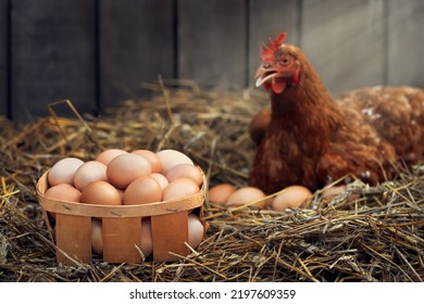 box of eggs with red chicken in dry straw inside a wooden henhouse with sunshine on the background