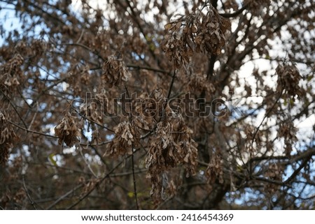 Box elder, boxelder maple, Manitoba maple or ash-leaved maple(Acer negundo)