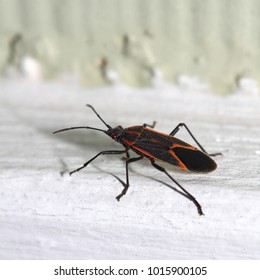 Box Elder Bug - Close up photograph of a box elder bug. Selective focus on the head portion of the bug. 